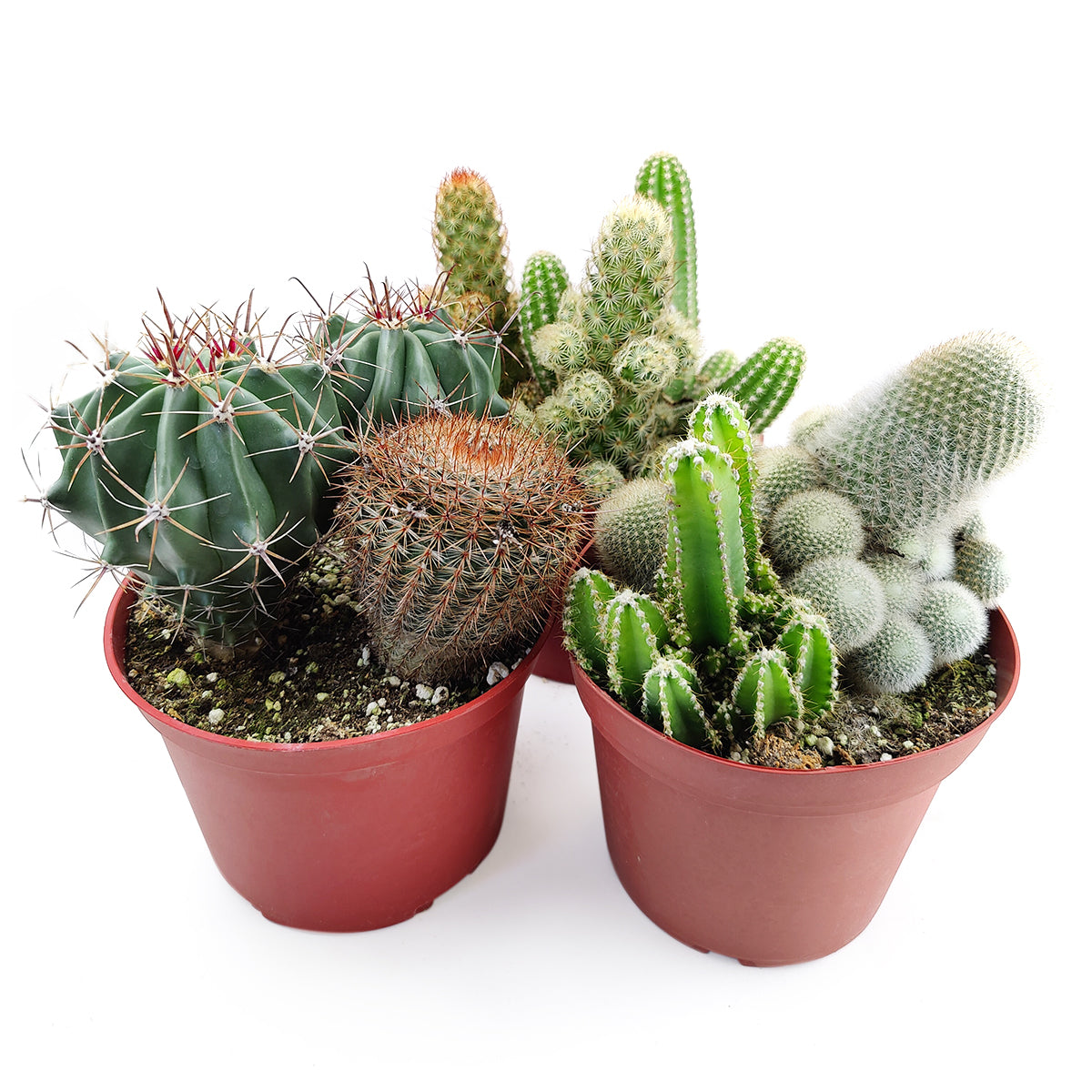 Cactus Garden Arrangement, Cacti, Random Cactus in Pot, Unique Cactus Arrangment, 3 kinds of cactus in pot for sale, cacti and succulents