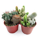 Cactus Garden Arrangement, Cacti, Random Cactus in Pot, Unique Cactus Arrangment, 3 kinds of cactus in pot for sale, cactus for sale