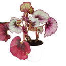 Begonia Rex, Begonia Plants, Colorful Foliage Houseplants, Best Houseplants for Beginners, Medium to Bright Light Houseplants