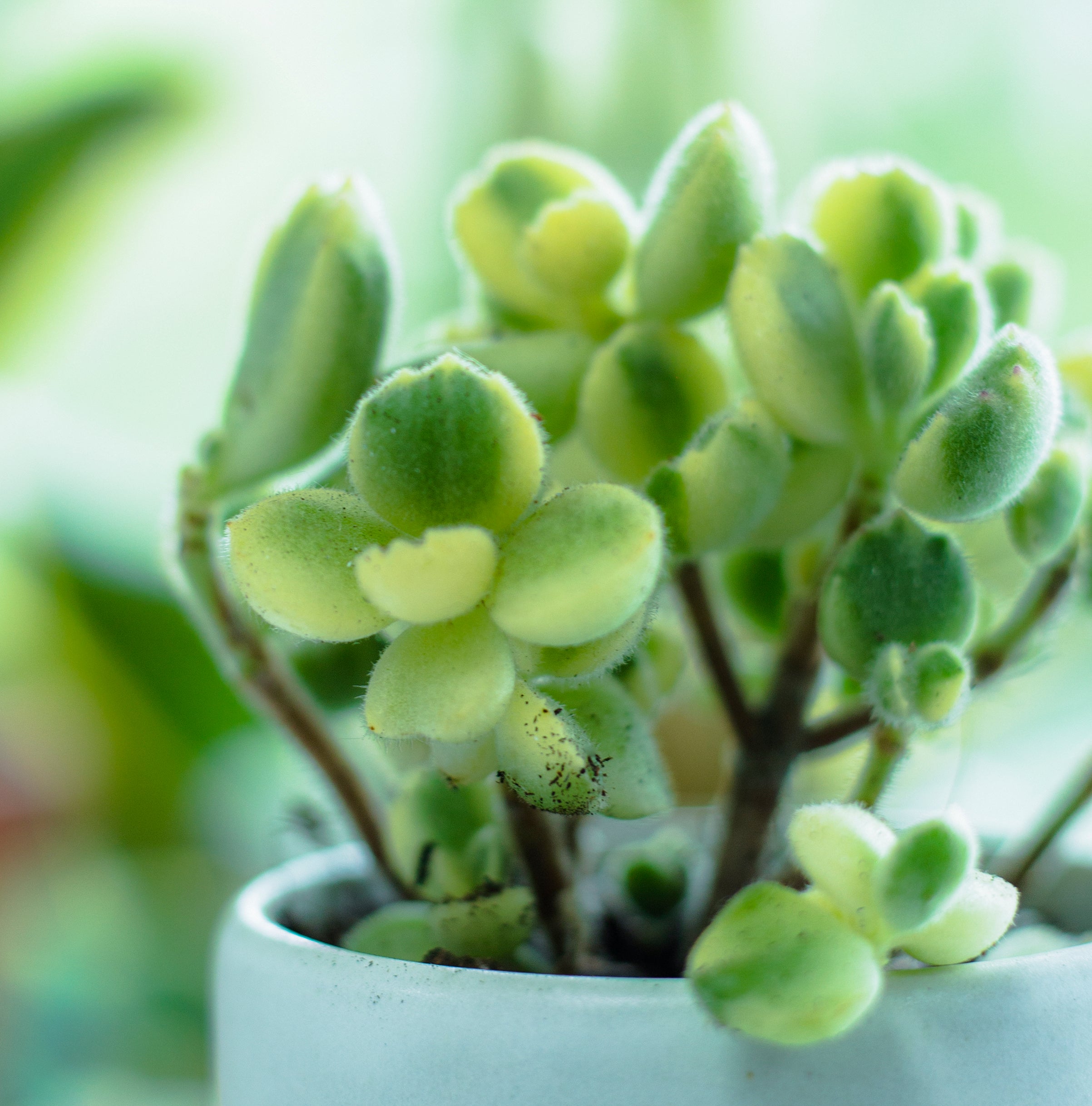 Variegated Bear Paw Cotyledon Tomentosa Succulent for Sale 2 inch / White Modern Pot by Succulents Box