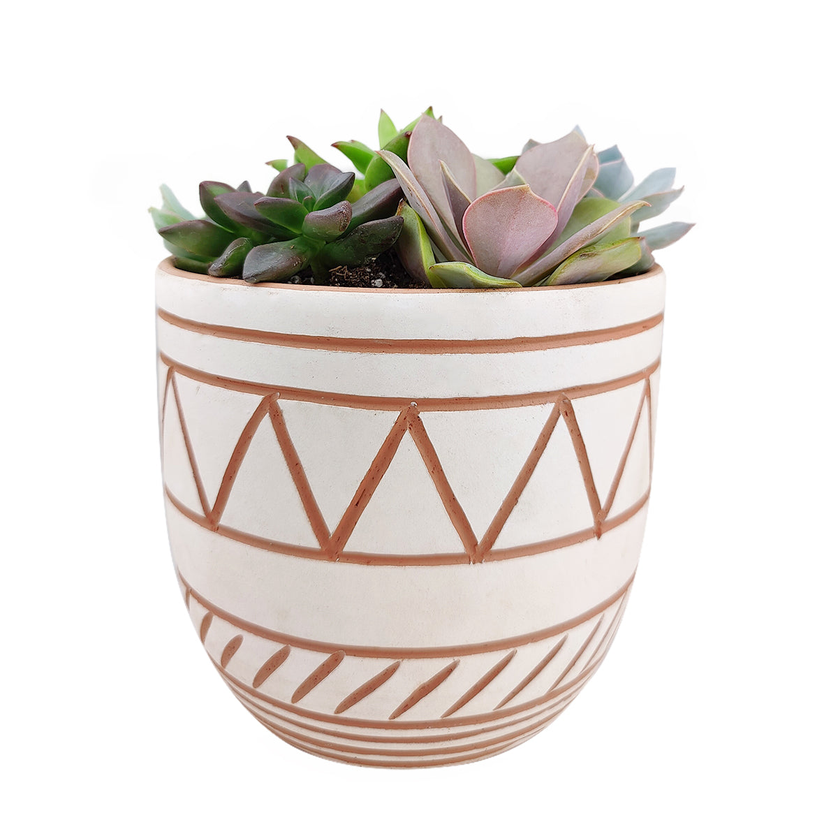 Succulent Arrangement in White-Clay Geometric Pattern Planter, rosette succulents, colorful succulents, stunning succulent arrangement for home and office decor