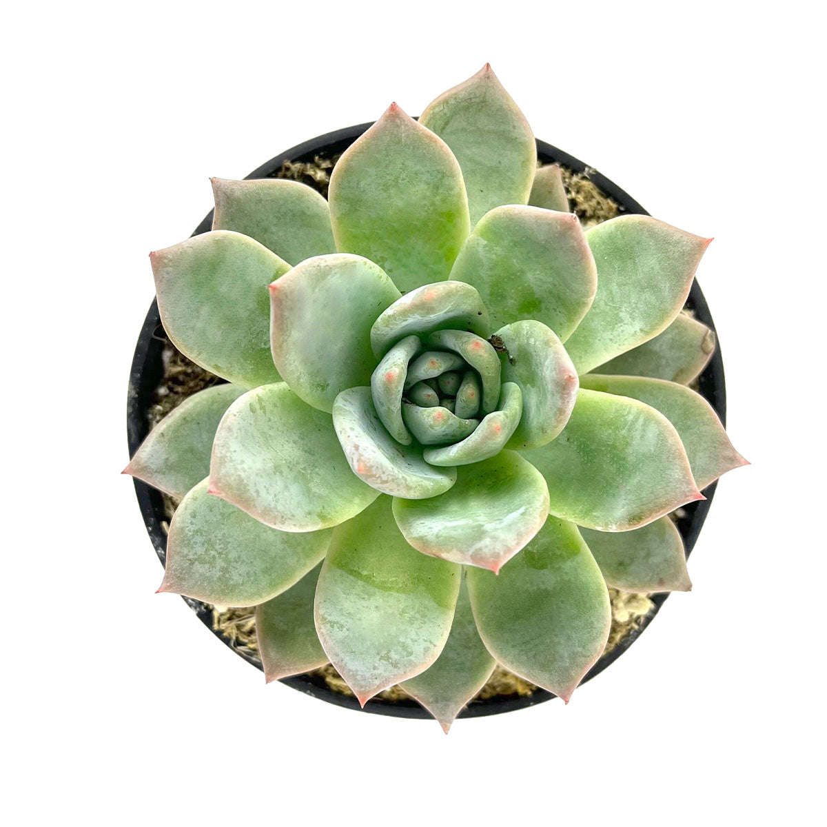 4 inch Echeveria Blue Bird live succulent for sale, Beautiful Rosette Succulent for Gift Decor Ideas