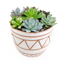 Succulent Arrangement in decorative Pot, rosette succulents, colorful succulents, stunning succulent arrangement for home and office decor, random succulents in decorative pots