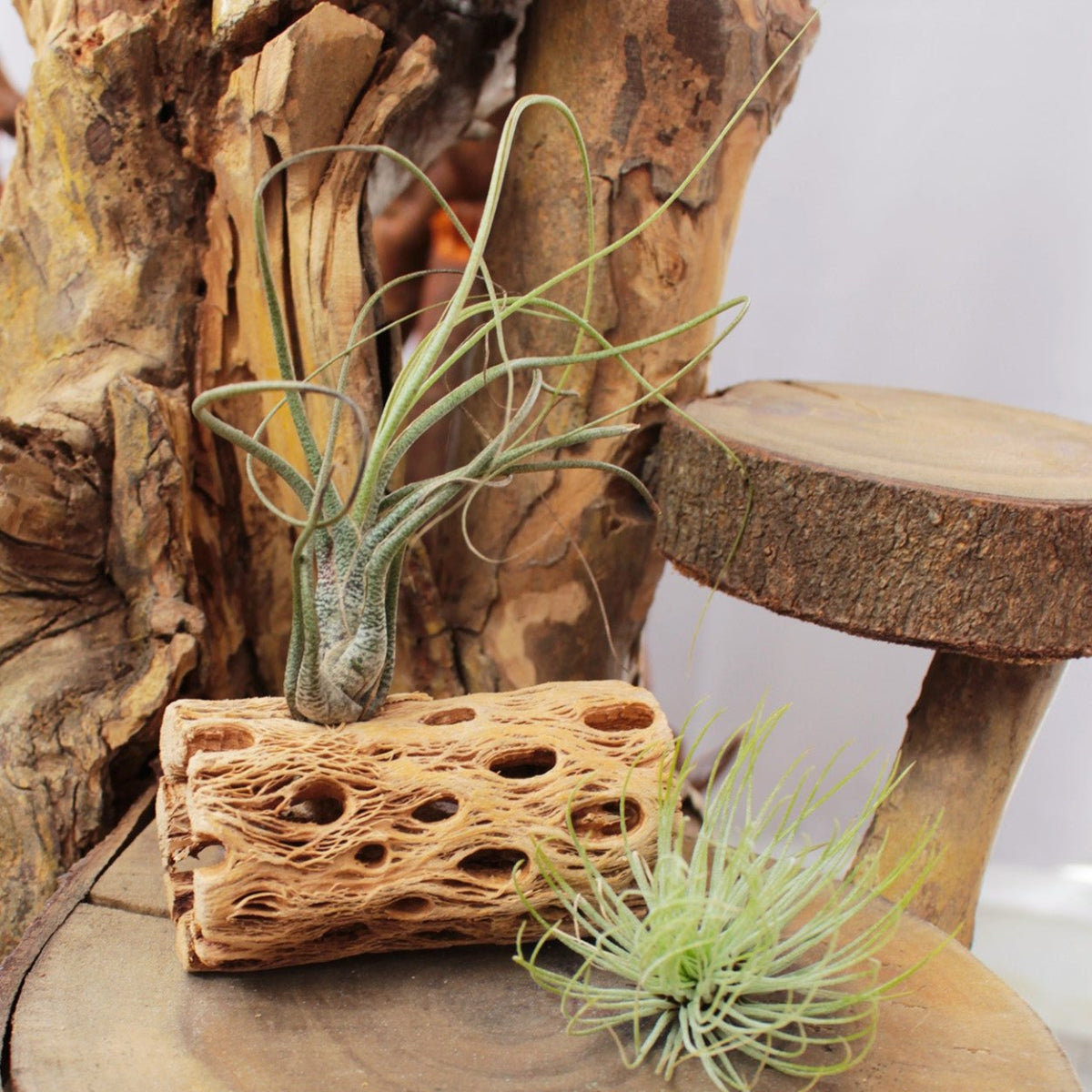 Air Plant Decor Ideas, Live Air Plant Gift, Live Air Plants for Sale Online, Best Plants for Beginners