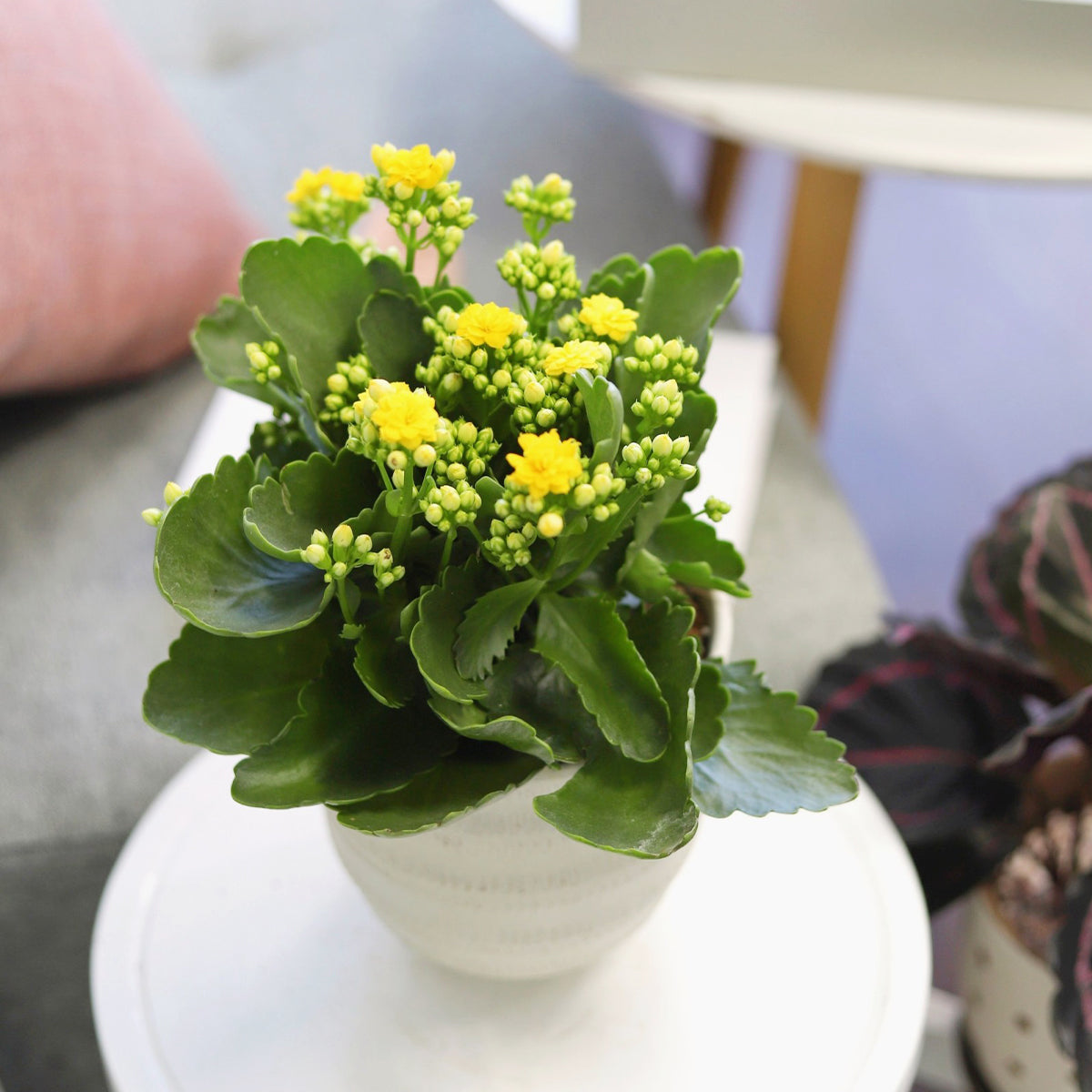 succulents with yellow flowers Kalanchoe blossfeldiana 'Calandiva Yellow'