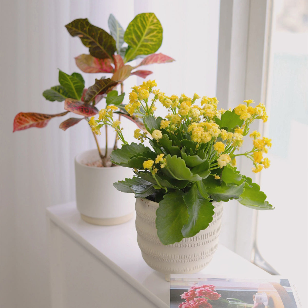 yellow kalanchoe succulent plant Kalanchoe blossfeldiana 'Calandiva Yellow' | Houseplant Decor
