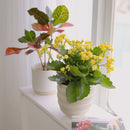 Kalanchoe blossfeldiana Calandiva Yellow, best flowering houseplant, gift plant