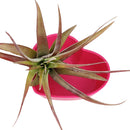 red air plant holder, wheat straw air plant holder, airplant holder for decoration, airplant holder for sale