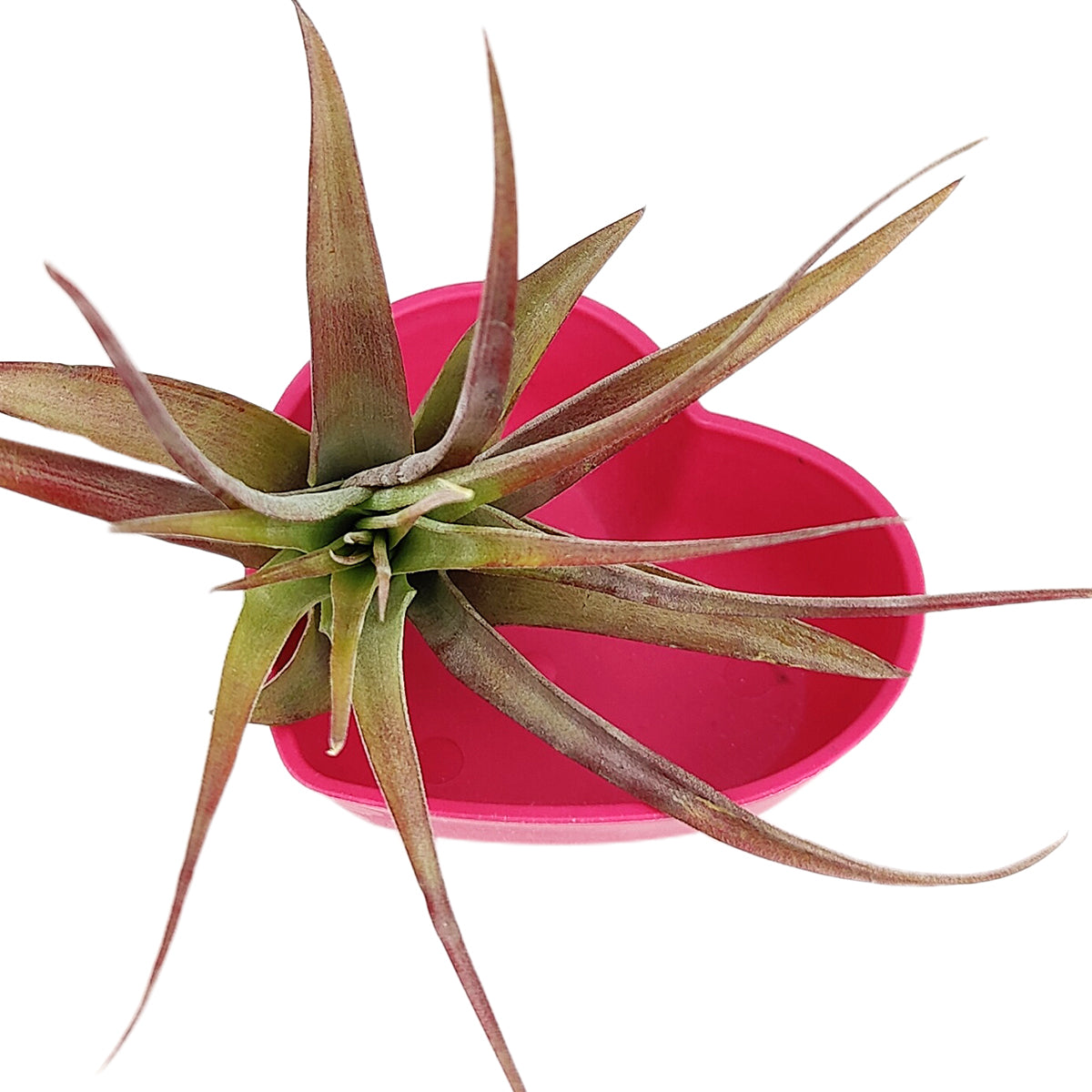 Wheat Straw Red Heart-Shaped Air Plant Holder, Red Heart-Shaped Air Plant Holder, unique air plant holder for sale