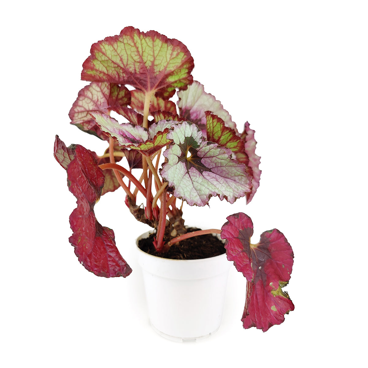 Begonia Rex, Begonia Plants, Colorful Foliage Houseplants, Best Houseplants for Beginners, Medium to Bright Light Houseplants