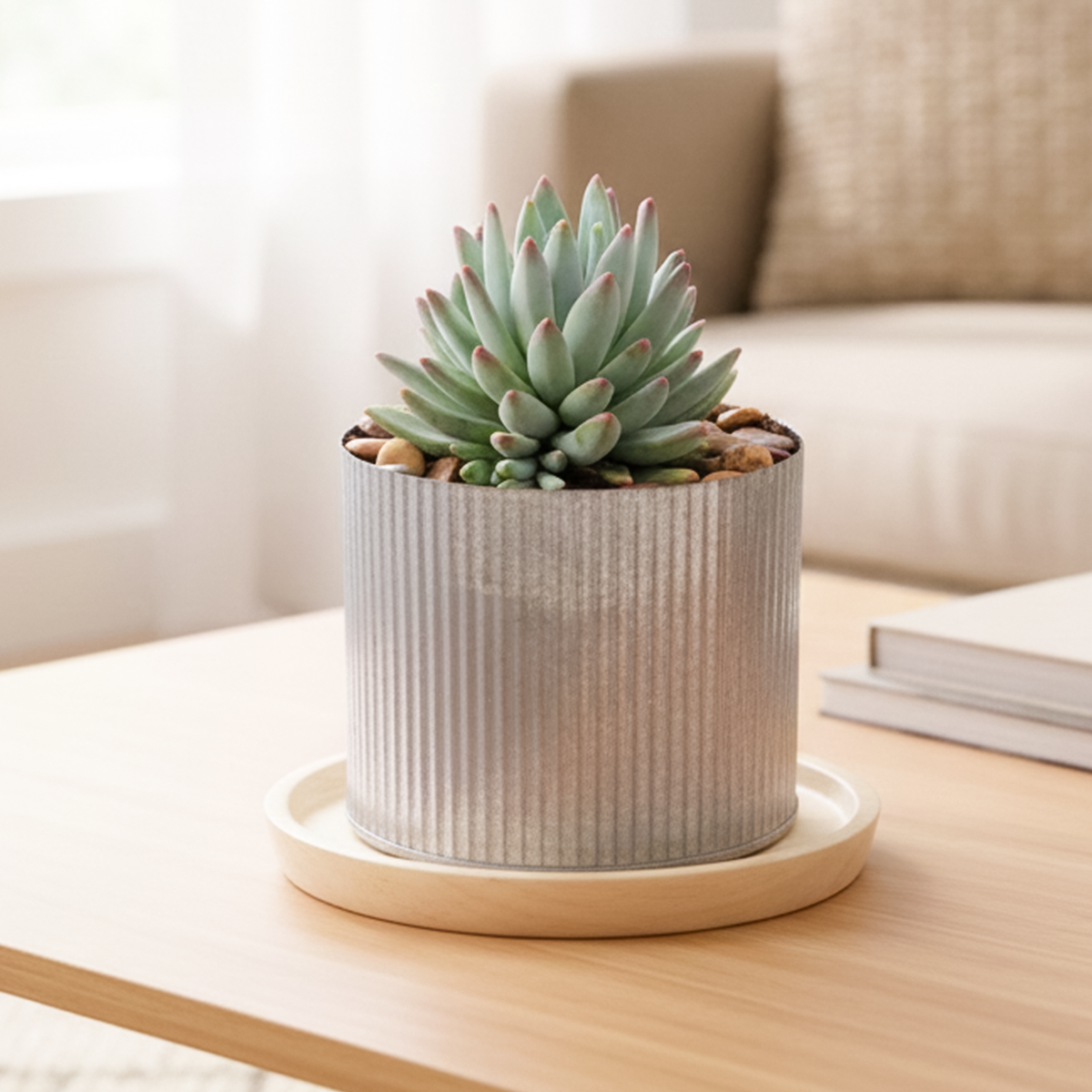 Potted succulent plant on a wooden table with a blurred background