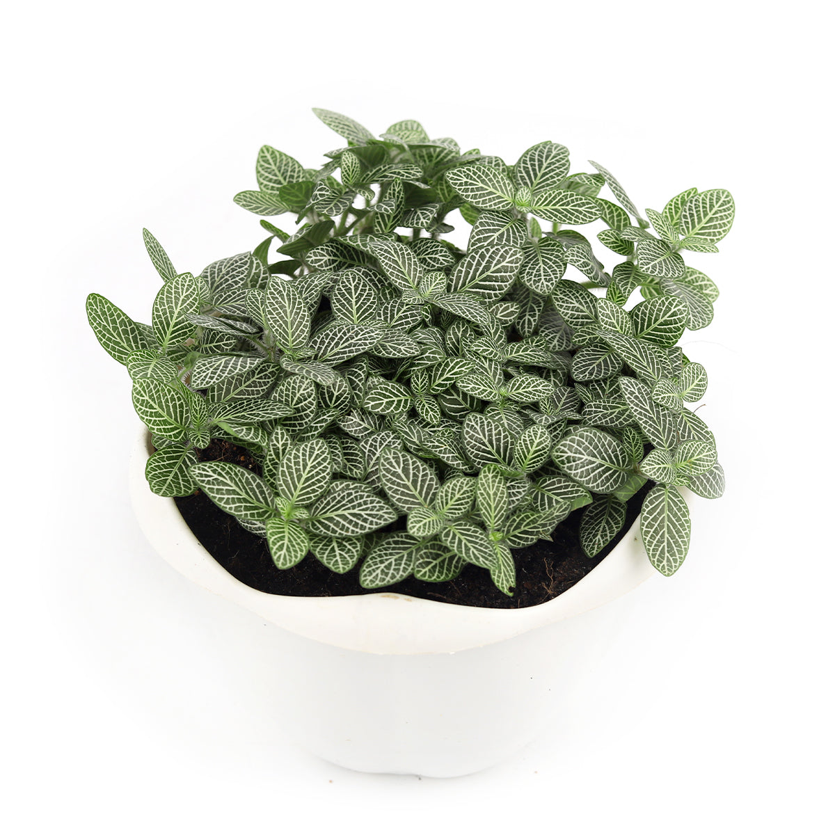 6 inch indoor white plant for christmas decoration 2024, feng shui plants for home, holiday plants 2024