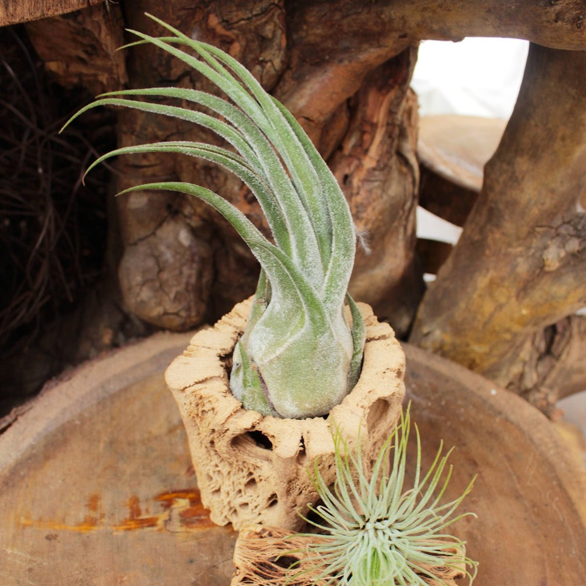Tillandsia Seleriana Air Plant Decor Ideas, Live Air Plant as Gift