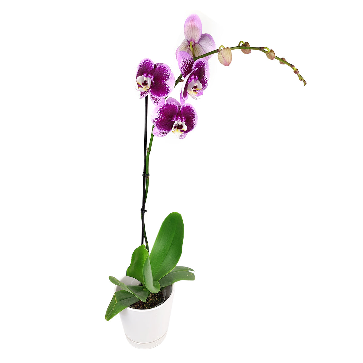 orchid plants, orchid pot, orchid, orchid flowers, orchid pots with holes, live orchid plants, phalaenopsis orchid, purple orchid flowers, how to care for phalaenopsis orchid