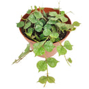 Hoya Curtisii, Curtisii Hoya, Hoya Curtisii plant, Hoya Curtisii for sale, Hoya Curtisii care, Hoya Curtisii houseplant, how to care for Hoya Curtisii , Hoya plants, houseplants, house plants, common houseplants, houseplants near me, houseplants for sale, buy Hoya Curtisii online