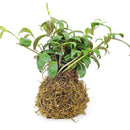 4&quot; Kokedama