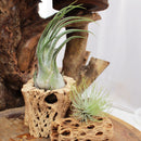 Air Plant Decor Ideas, Live Air plants as Gifts, Types of Unique Air Plants for Sale