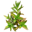 Crassula Campfire for Sale, succulents shop in California, succulent plant, succulent subscription, succulent care tips, indoor succulents, succulents garden, how to grow succulents
