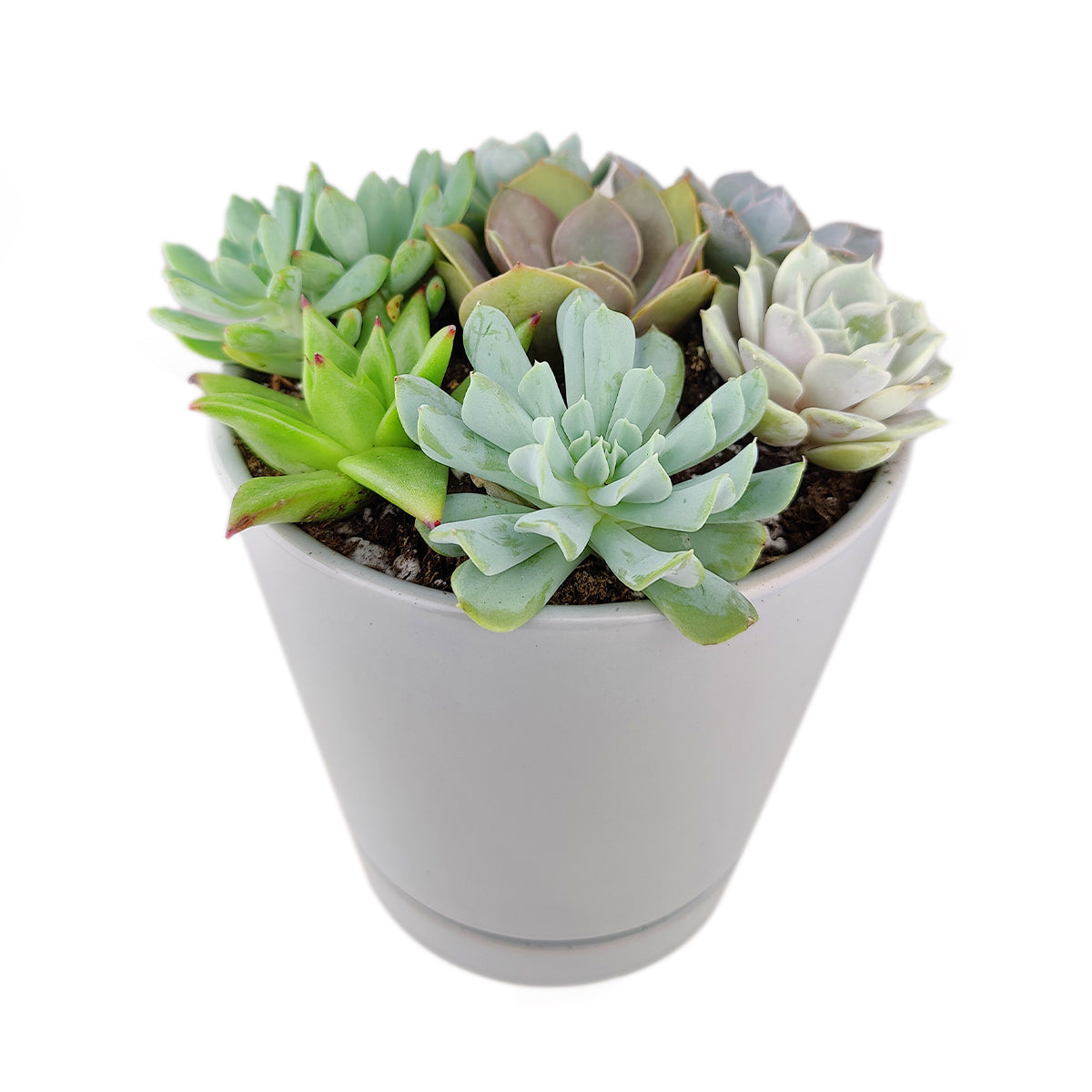 Succulent Arrangement in Ceramic Pot, rosette succulents, colorful succulents, stunning succulent arrangement for home and office decor, random succulents in ceramic pots