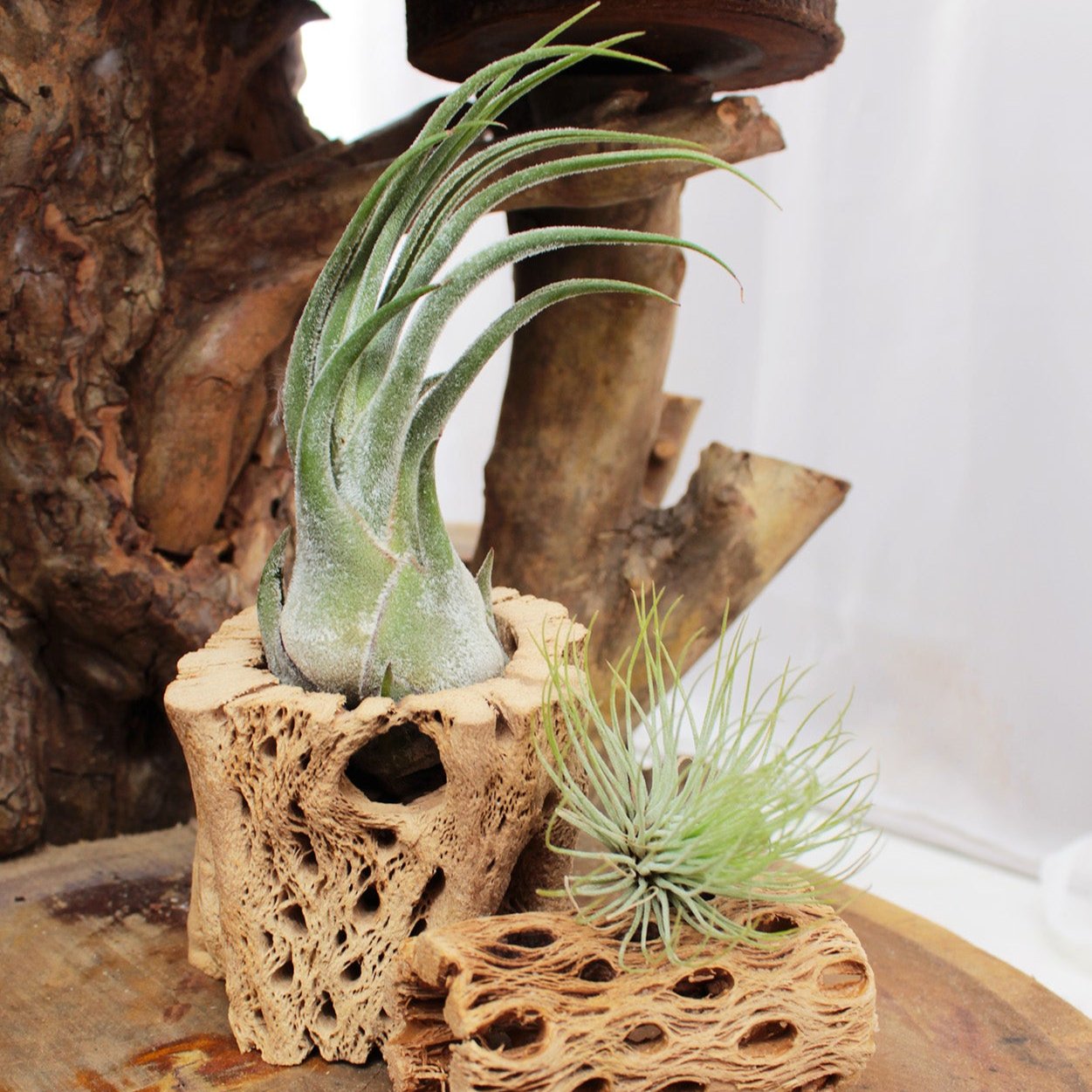 andreana air plant care Tillandsia Andreana Air Plants & Care Guide | Air Plants Gift Decor Ideas