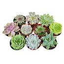 echeveria, echeveria types, buy succulents online, succulent shop, Radiant Rosette Collection of Live Succulent Plants, Wedding rosette succulents for sale, Buy asorted succulents for wedding favors, Types of rosette shaped succulents for wedding