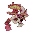 Begonia Rex, Begonia Plants, Colorful Foliage Houseplants, Best Houseplants for Beginners, Medium to Bright Light Houseplants