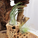 Tillandsia Seleriana air plant for sale, bulbous air plant with thick and fuzzy surface and wavy leaves, Seleriana air plant care guide, air plant subscription box delivered monthly, live air plant gift ideas, air plant home decoration