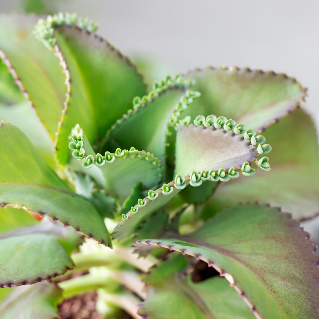 alligator plant succulent Mother of Thousands Kalanchoe 2 inch / Bamboo Pot by Succulents Box