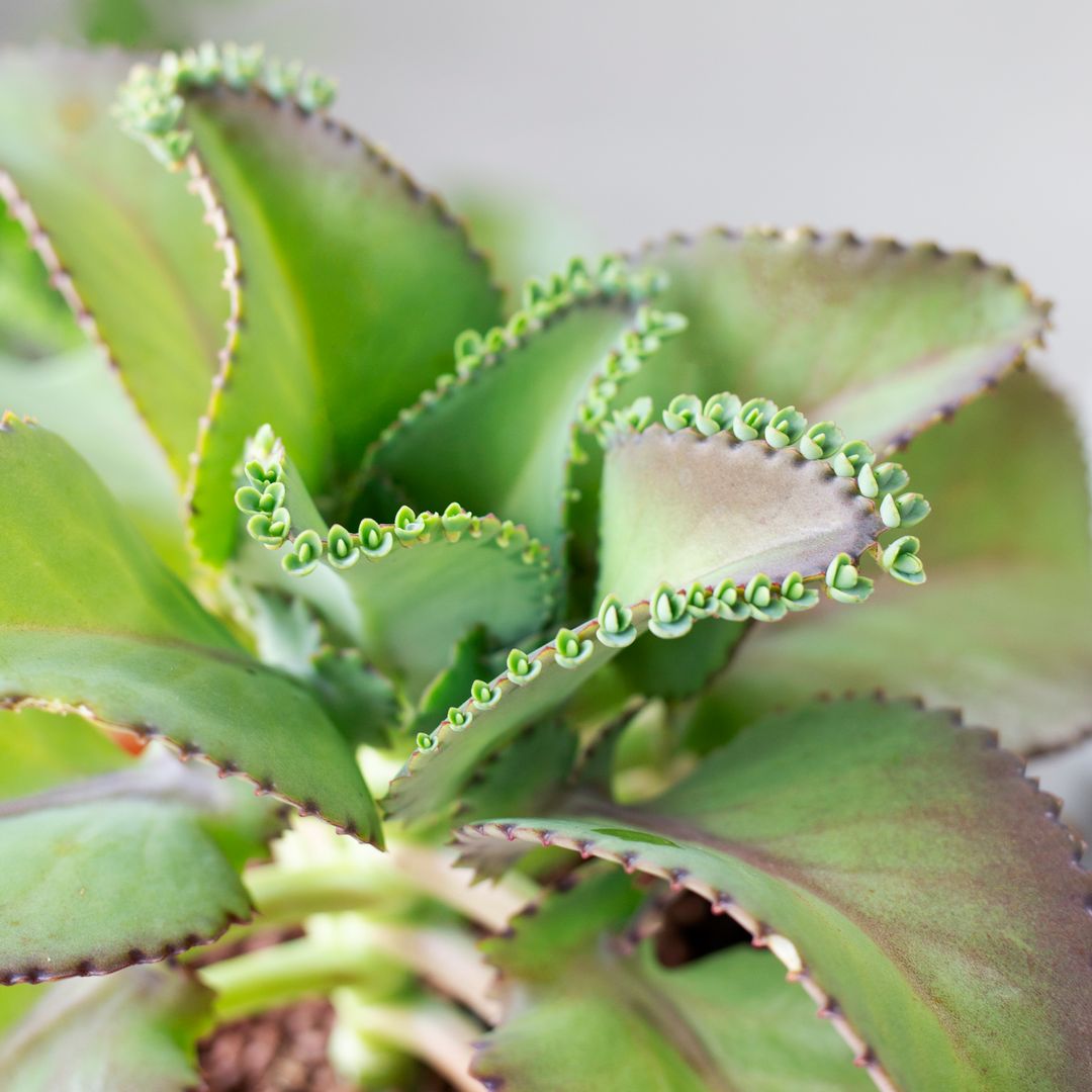 Mother of Thousands Kalanchoe, Rare succulents, succulent care, Succulents shop near me, Succulents, succulent care tips, cactus, monthly succulents, succulents store in CA, Mother of Thousands Kalanchoe in California, How to grow Mother of Thousands Kalanchoe