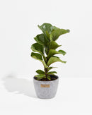 Fiddle Leaf Fig Tree (Ficus Lyrata)