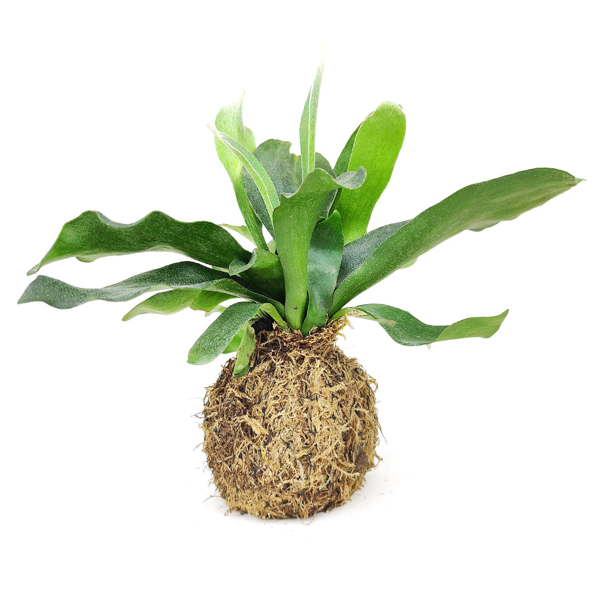 4 inch Kokedama plant for Sale, Moss Ball Kokedama Planter Gift Ideas, Best plant for beginners, growing plants in a moss ball