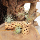 Tillandsia Butzii Air Plant for sale, How to grow Tillandsia Butzii Air Plant, How to care for Tillandsia Butzii Air Plant, Air plants subscription box monthly, Air plants home decor ideas, Air plants gift ideas
