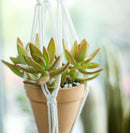 How to care for Sedum Fire Storm Succulent, How to make your succulent pink, How to change succulent color, How to make Sedum Fire Storm turn yellow, Succulent turning pink, How to make succulents change color, How to grow colorful succulents.