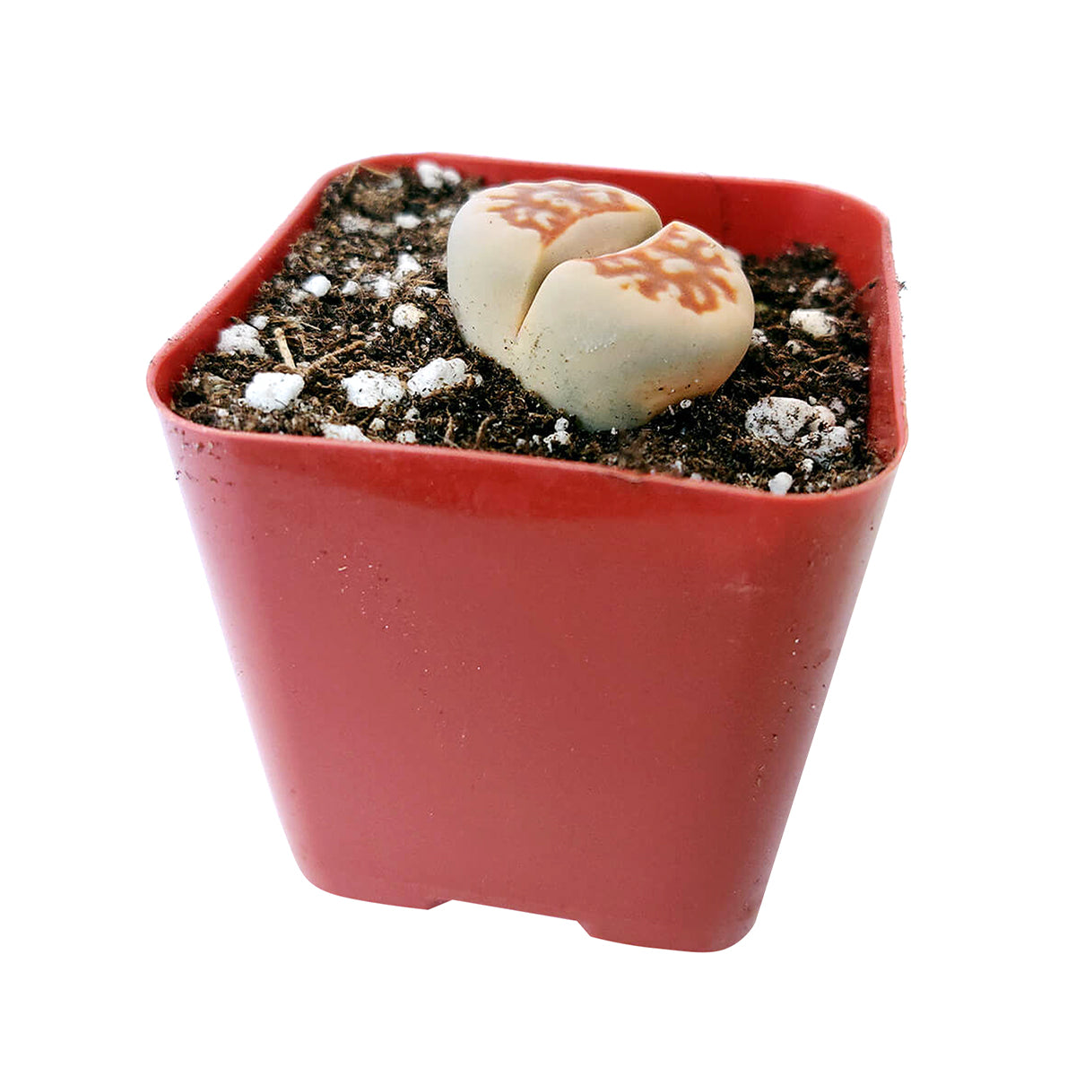 succulent with red top Lithops Living Stones Live Cactus