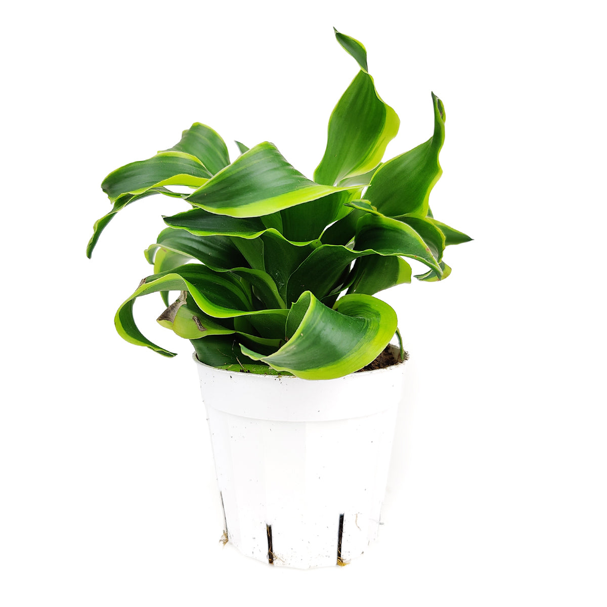 dracaena 'tornado' Dracaena Tornado - Unique Foliage Houseplants