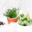 How to grow Dancing Bones, rare succulents, rare succulents for sale, unique succulents, buy succulents online, rare succulent, succulent shop, unusual succulents, succulent store, succulents online