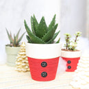 cactus, Succulents shop near me, succulents garden, succulent subscription, how to grow succulents, succulent care, Succulents