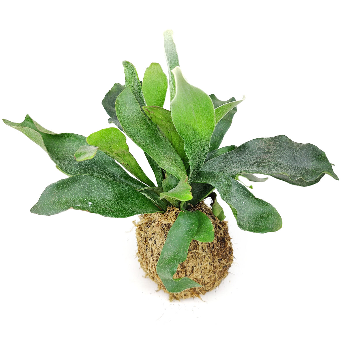 4 inch houseplant kokedama moss ball for sale online, Houseplant Decoration Ideas, Kokedama Japanese moss balls for succulent and houseplant