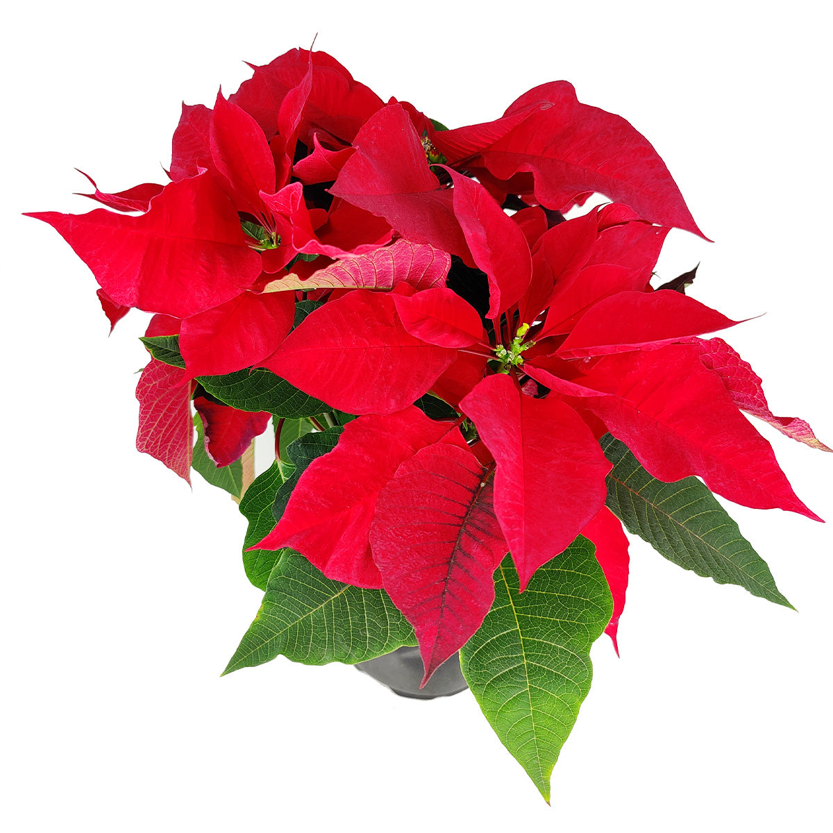 Poinsettia &#39;Red&#39; (Christmas Plant) - Live Houseplant