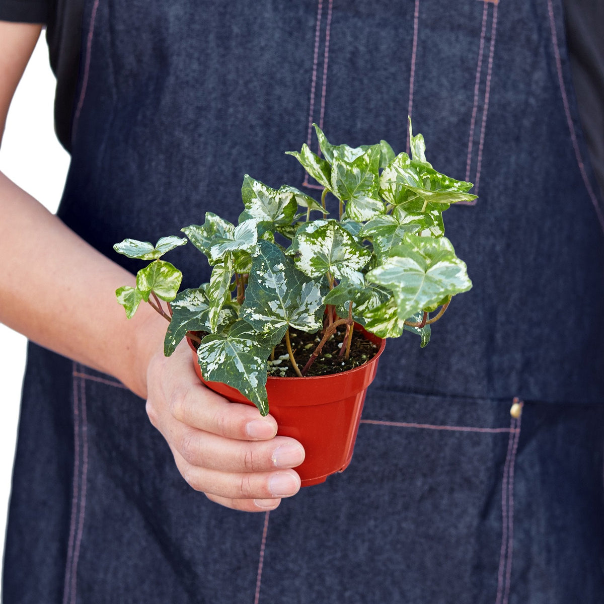 buy english ivy 'kolibre' live air plant 4" pot online, small lobed leaves with grey-green centers and white variegation, vigorous cascading growth habit, low-maintenance indoor vine, evergreen year-round color, styled in a hanging basket for a classic cottage aesthetic, an ideal gift for beginner plant lovers