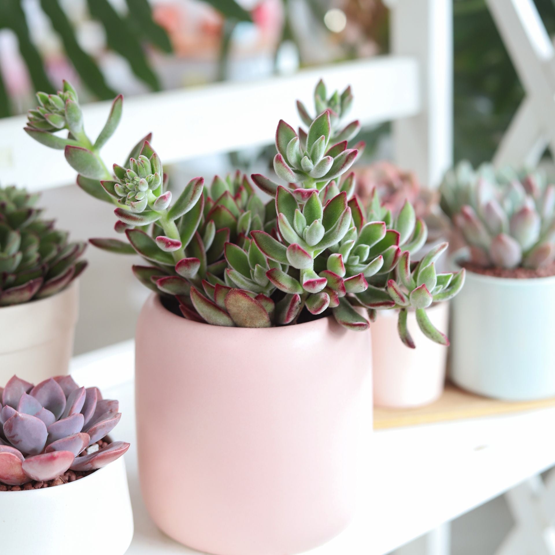 habersham geo scented succulents Echeveria Harmsii Ruby Slipper for Sale