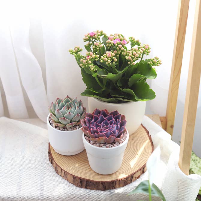 succulent kalanchoe blossfeldiana Kalanchoe blossfeldiana 'Calandiva Pink' - Flowering Houseplant