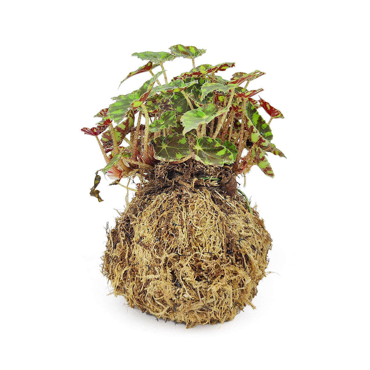 4&quot; Kokedama