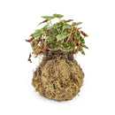 4&quot; Kokedama