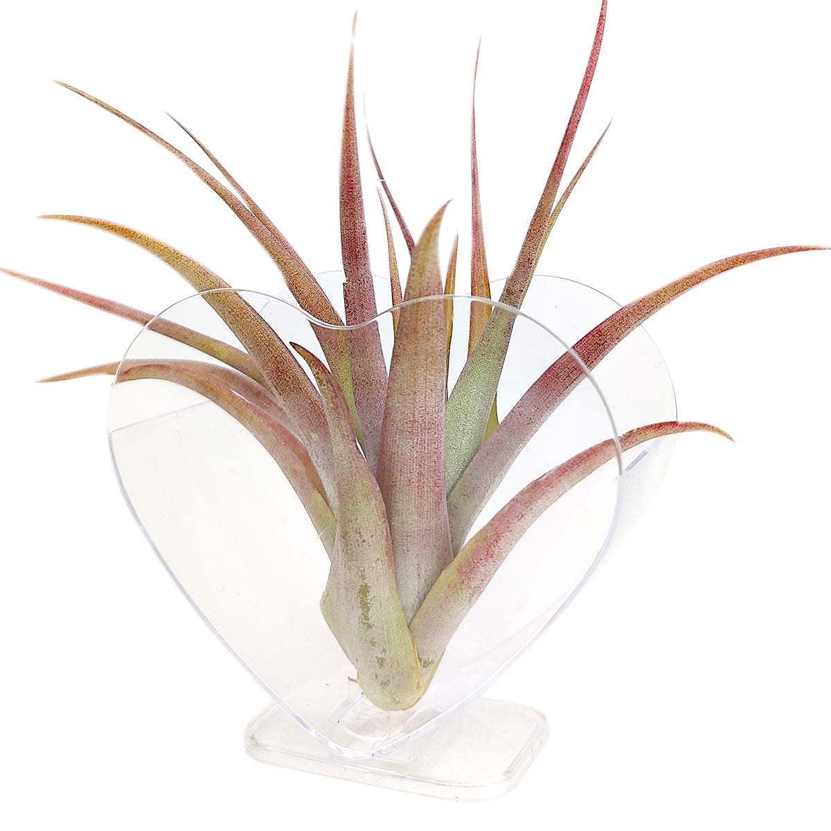 plastic air plants White Plastic Heart-Shaped Air Plant Holder