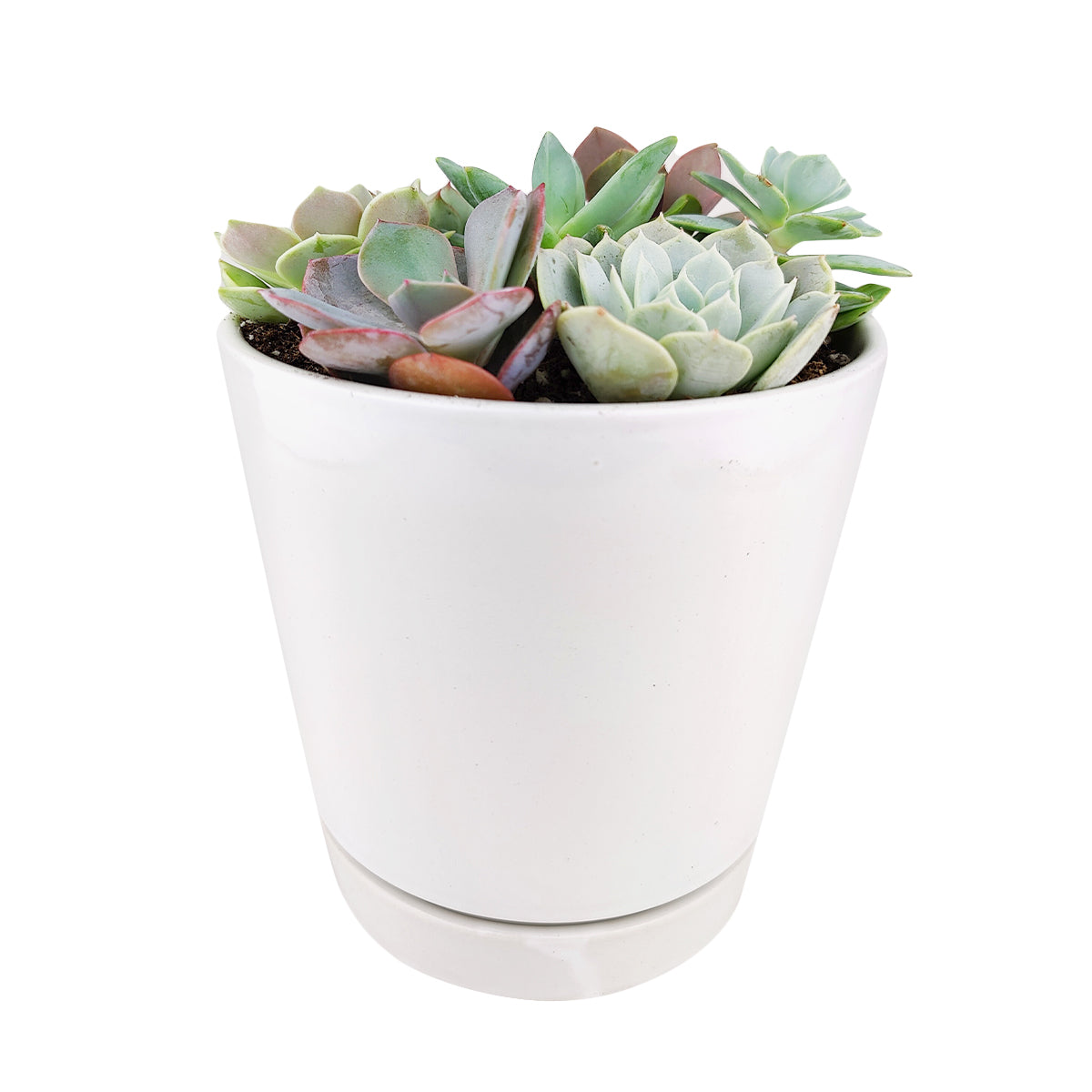 Succulent Arrangement in Ceramic Pot, rosette succulents, colorful succulents, stunning succulent arrangement for home and office decor
