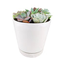 Succulent Arrangement in Ceramic Pot, rosette succulents, colorful succulents, stunning succulent arrangement for home and office decor, random succulents in ceramic pots