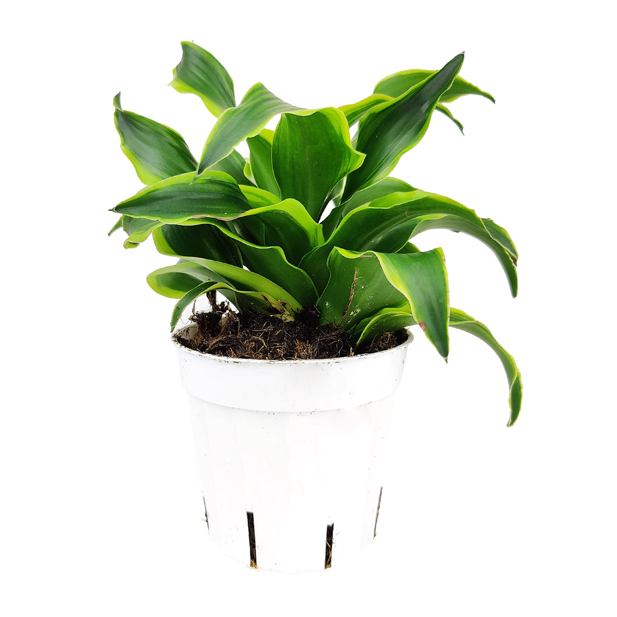 Dracaena Tornado, Dracaena Houseplants, Indoor Houseplants, Unique Foliage Houseplants, Easy Care Houseplants, Best Houseplants for Beginners