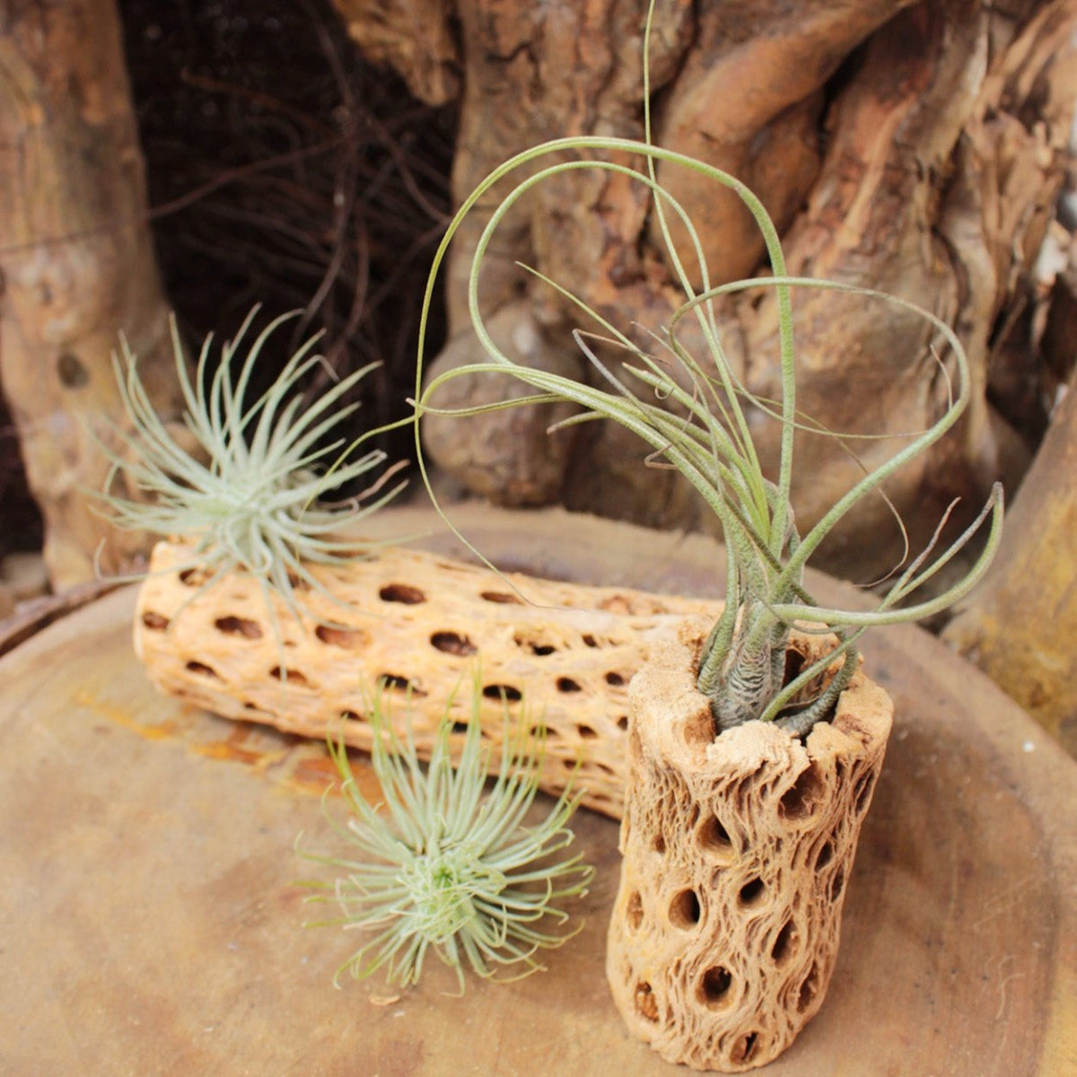 butzii air plant Tillandsia Butzii Air Plant