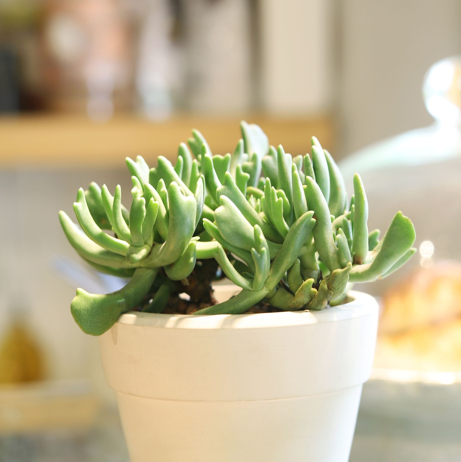 elkhorn plant succulent Elkhorn Plant Rhombophyllum